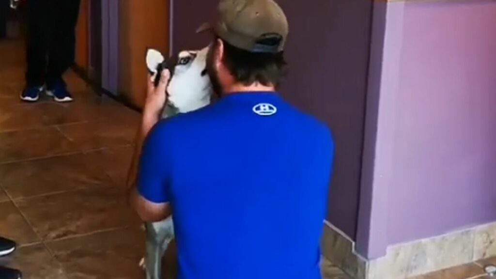 Dopo 3 anni che era stato perso, questo cane ulula quando rivede i suoi proprietari (VIDEO)