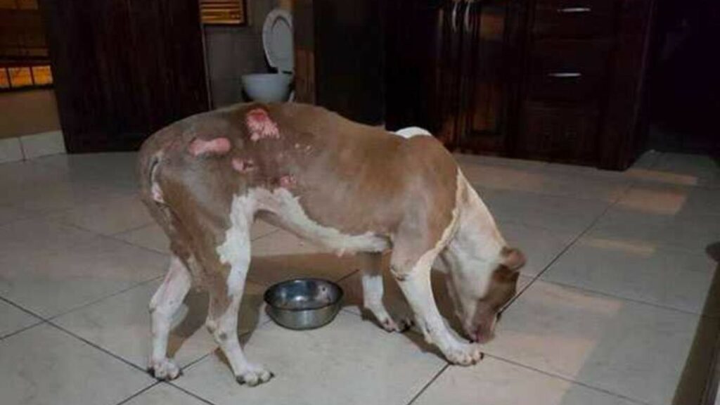 Salvano questo cane a catena che non riusciva nemmeno a poggiare la testa: ecco come è diventato
