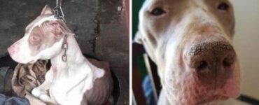 Salvano questo cane a catena che non riusciva nemmeno a poggiare la testa: ecco come è diventato