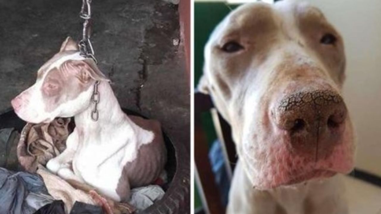 Salvano questo cane a catena che non riusciva nemmeno a poggiare la testa: ecco come è diventato