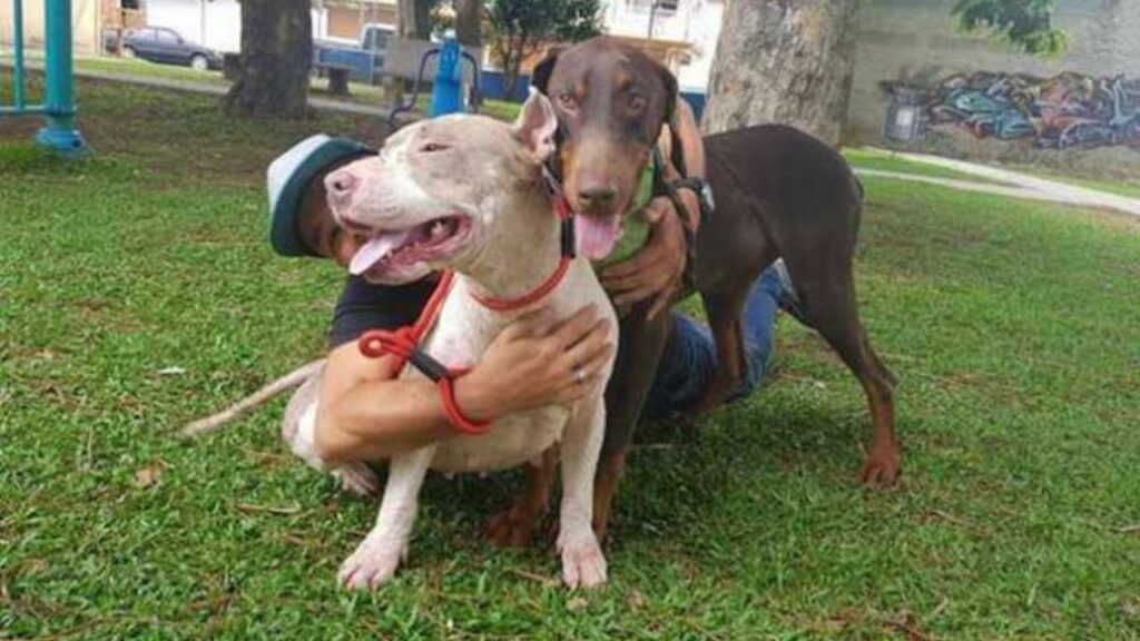 Salvano questo cane a catena che non riusciva nemmeno a poggiare la testa: ecco come è diventato