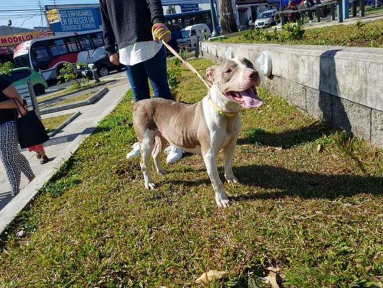 cagnolina Cala