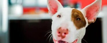 3 cibi che aiutano ad eliminare i parassiti nei cuccioli