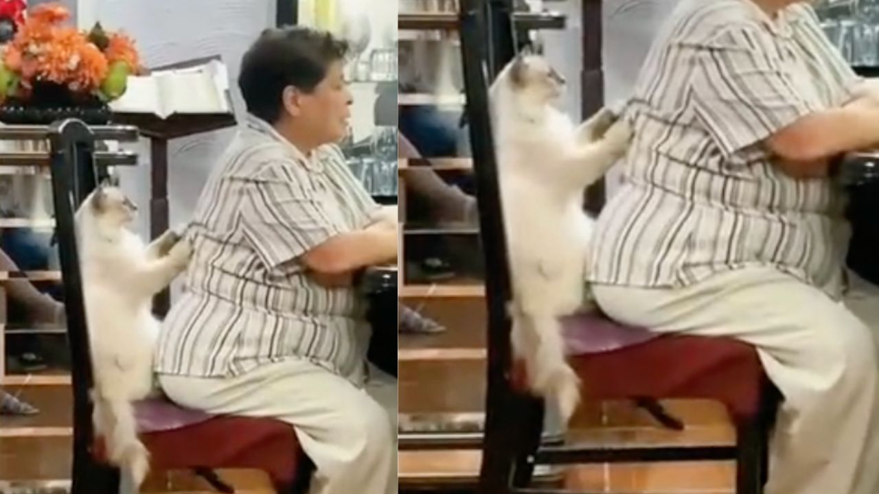 Gattino fa i massaggi alla schiena della sua mamma umana