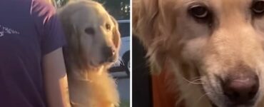 Golden Retriever fattrice soffre per la mancanza dei suoi cuccioli (VIDEO)