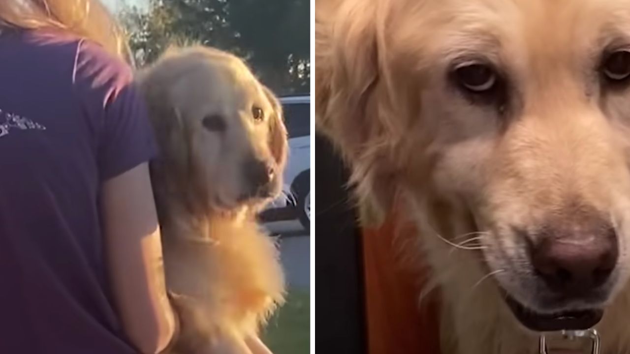 Golden Retriever fattrice soffre per la mancanza dei suoi cuccioli (VIDEO)