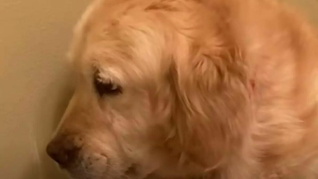 Golden Retriever fattrice soffre per la mancanza dei suoi cuccioli (VIDEO)