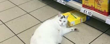 gatto affamato