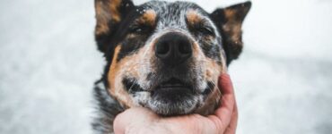 accarezzare coccolare cane