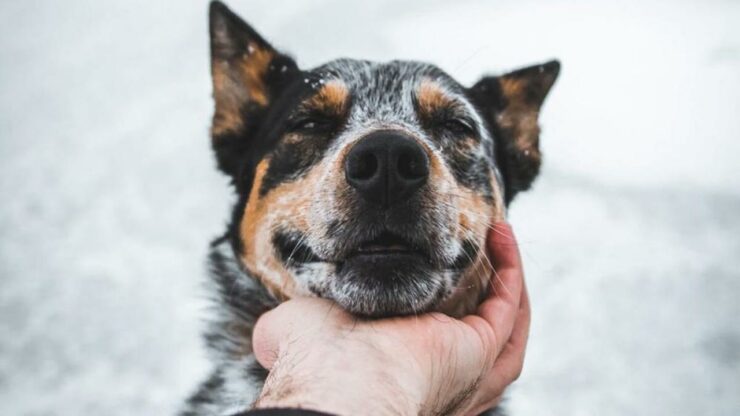 accarezzare coccolare cane