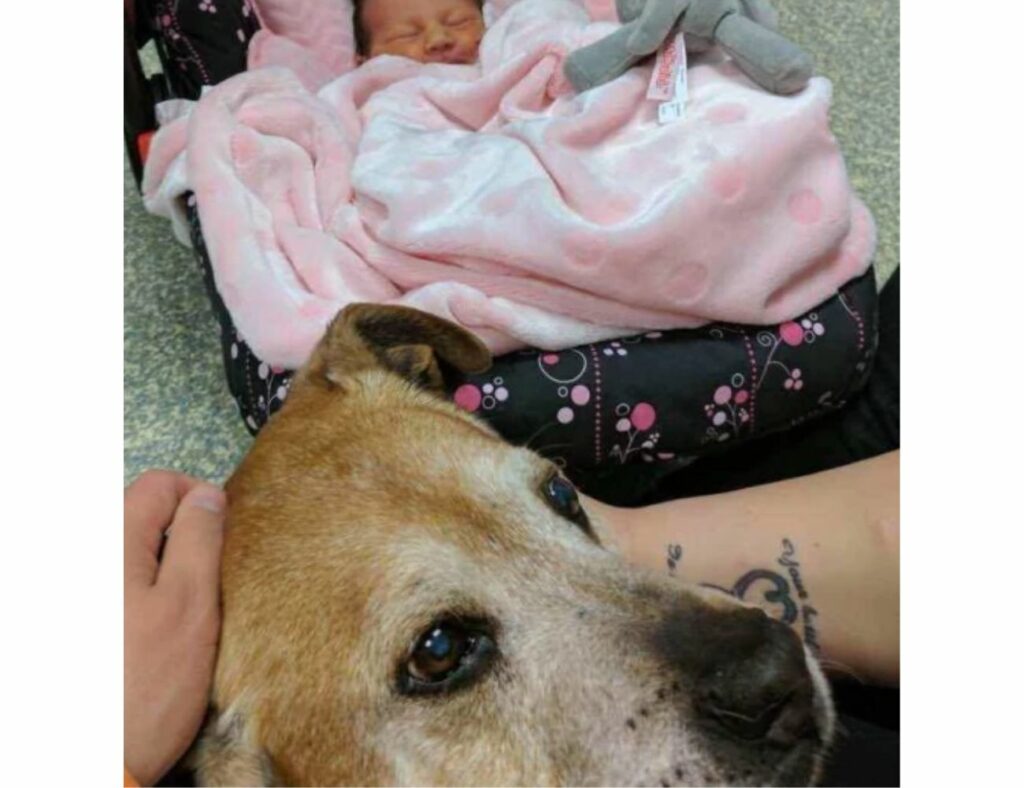 adottano un cane anziano che ha una voglia immensa di vivere