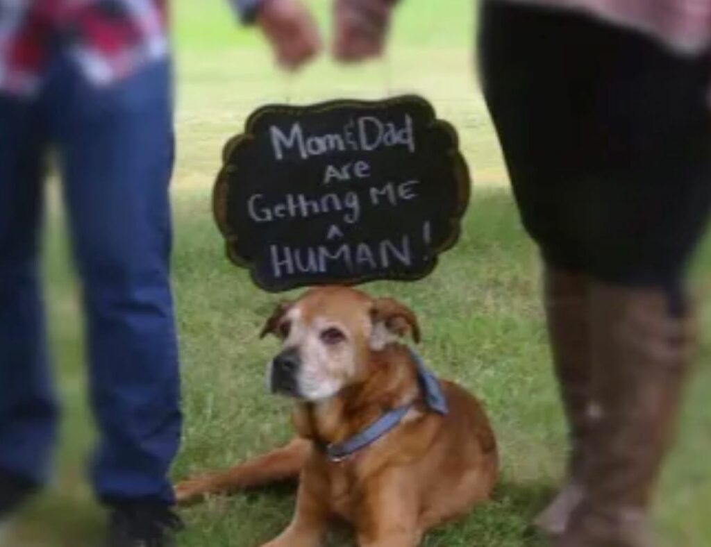 adottano un cane anziano che ha una voglia immensa di vivere