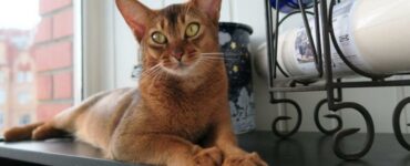 affettuose gatti
