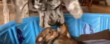 Shelby l'alano accudisce i cuccioli in attesa che trovino casa
