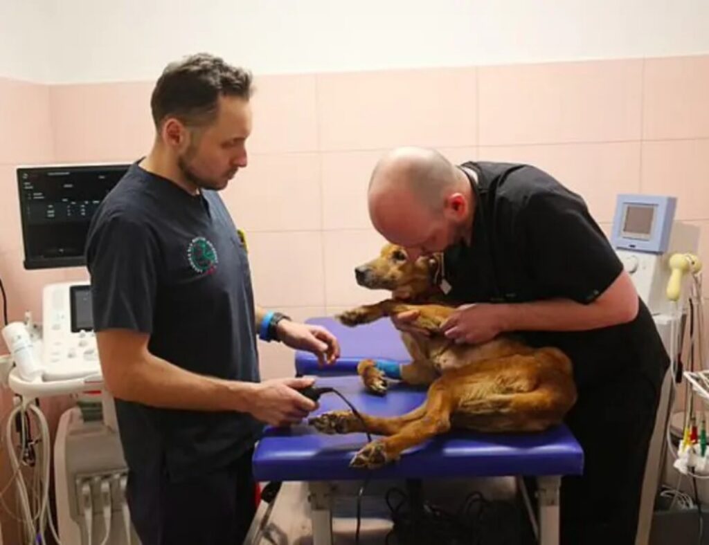 gli animali recuperati sono visitati dai veterinari
