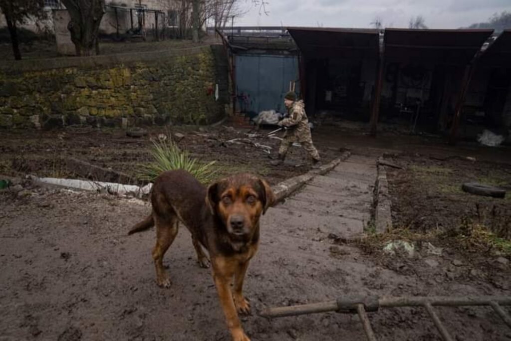 uno degli animali rimasti sul territorio