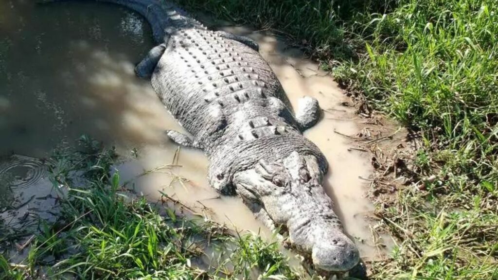 10 foto di animali che vivono nell'Australia selvaggia