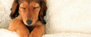 avere un cane
