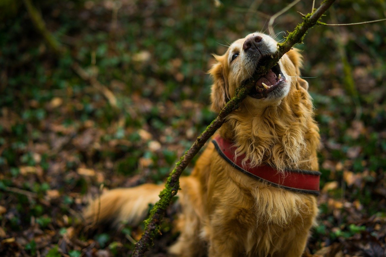 avere un cane