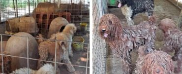 75 barboni vengono salvati da maltrattamenti e soprusi in un allevamento