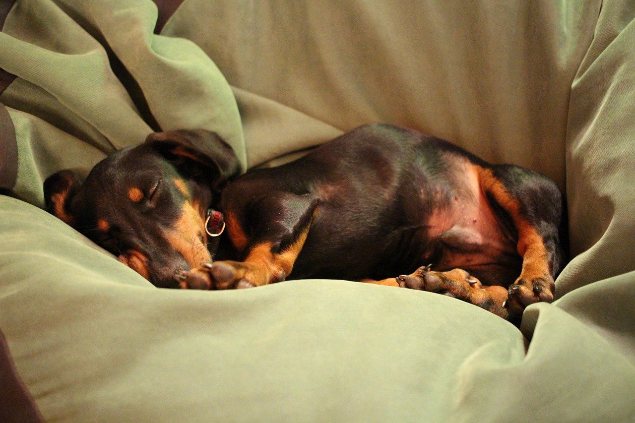 cane molteplici benefici