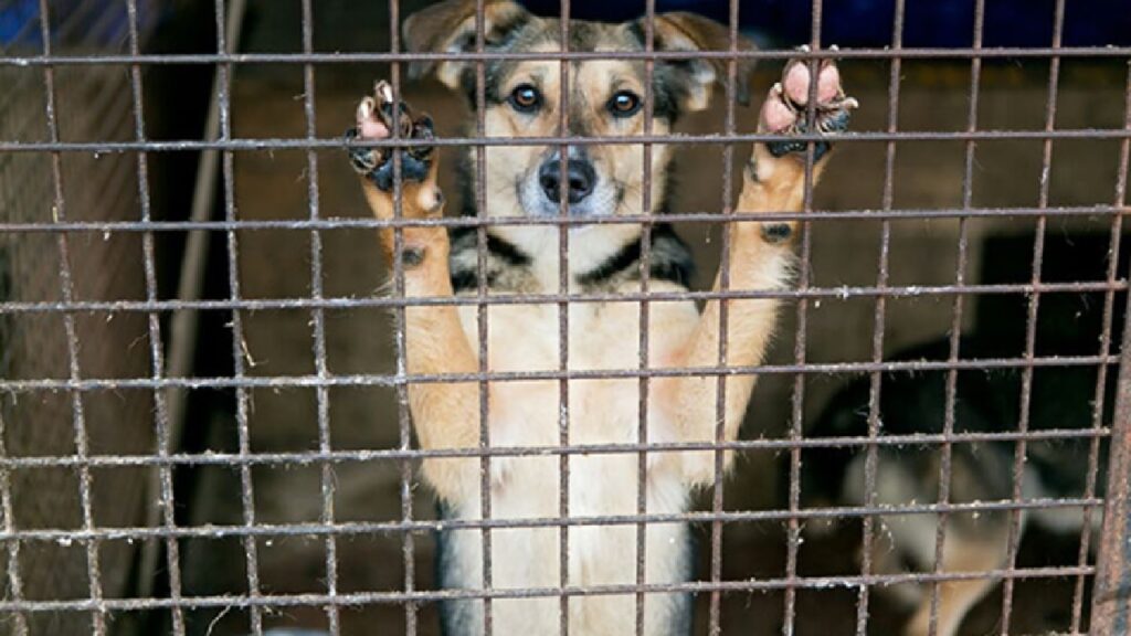 adotta cane e gatto cuccioli brescia