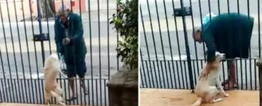 Incredibile reazione di una cagnolina innamorata del senzatetto che la visita ogni giorno