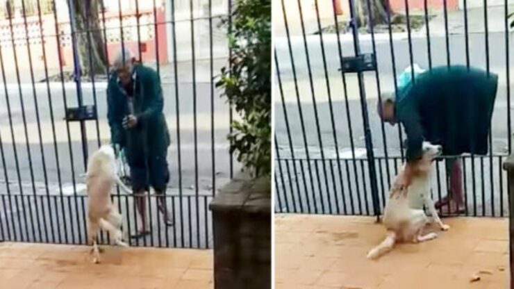 Incredibile reazione di una cagnolina innamorata del senzatetto che la visita ogni giorno