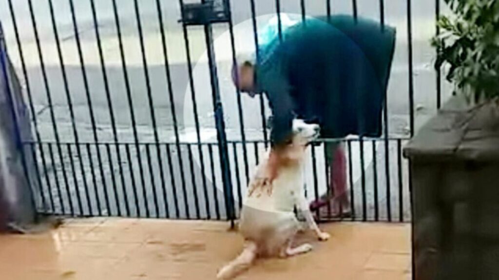 Incredibile reazione di una cagnolina innamorata del senzatetto che la visita ogni giorno