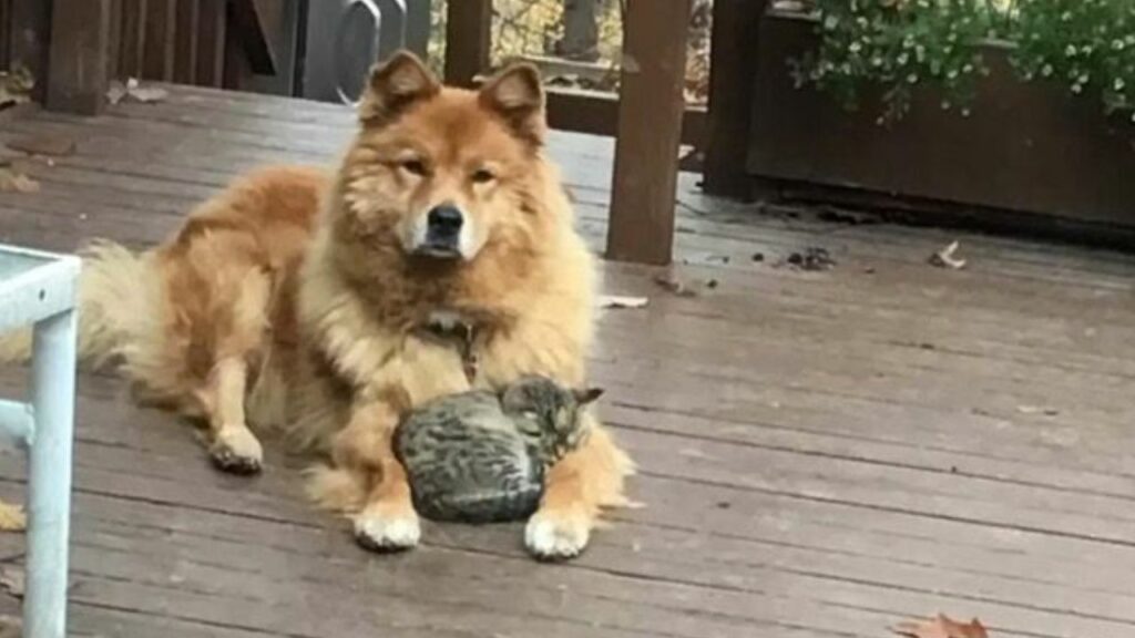 La cagnolona anziana fa amicizia con un gattino