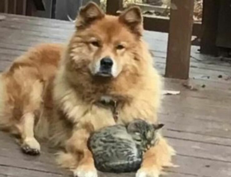 cagnolona anziana fa amicizia con un gattino