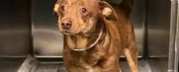 Il volto triste e disperato di questo cane anziano recluso in canile spezza i cuori
