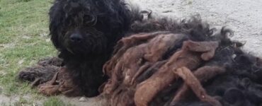 Non riuscirai mai a credere come è diventato questo cane dopo che è stato salvato