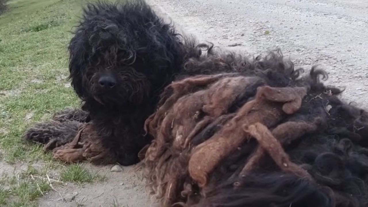 Non riuscirai mai a credere come è diventato questo cane dopo che è stato salvato