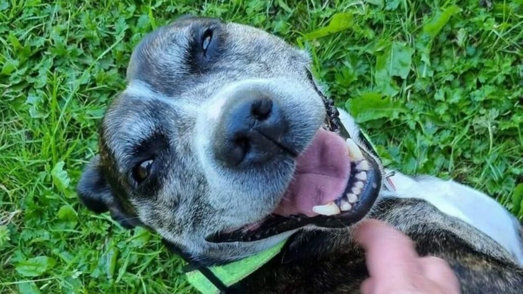 Cane rimasto solo dopo la morte del suo padrone: cerca una nuova casa, ma nessuno vuole adottarlo