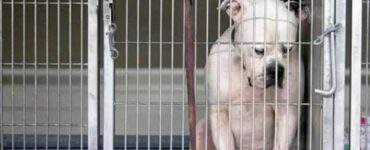 Cane abbandonato in rifugio è disperato perché nessuno lo vuole