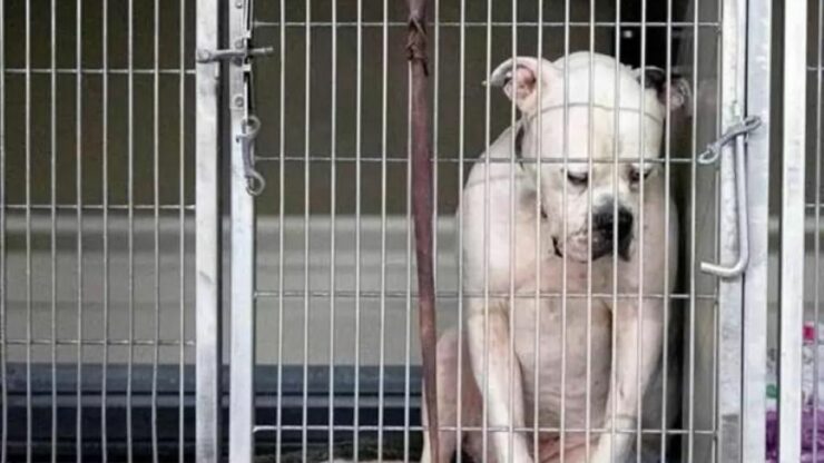 Cane abbandonato in rifugio è disperato perché nessuno lo vuole