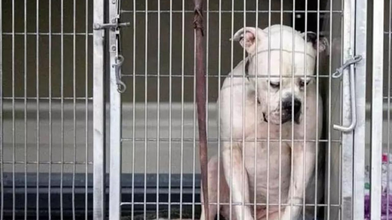 Cane abbandonato in rifugio è disperato perché nessuno lo vuole