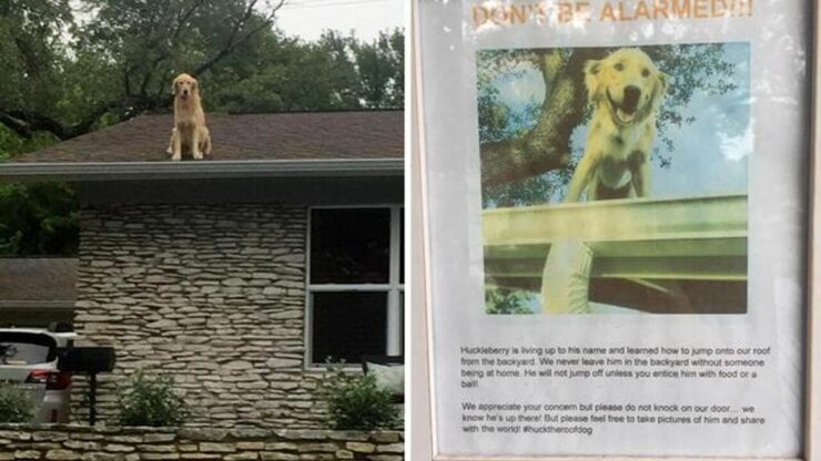 Cane adora salire sui tutte e la padrona ha dovuto mettere un cartello per tranquillizzare i passanti