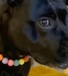 Cane randagio scopre di essere stato adottato e non contiene la sua gioia (VIDEO)