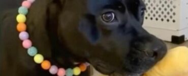 Cane randagio scopre di essere stato adottato e non contiene la sua gioia (VIDEO)