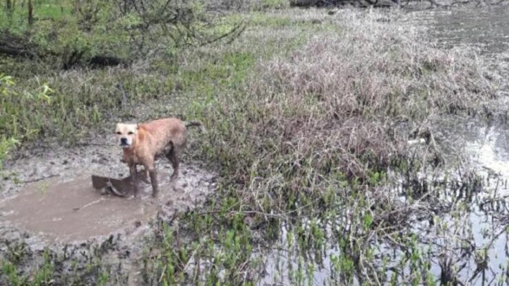 La storia di Liz, il cane lasciato legato ad un blocco di cemento