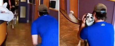 Dopo 3 anni che era stato perso, questo cane ulula quando rivede i suoi proprietari (VIDEO)