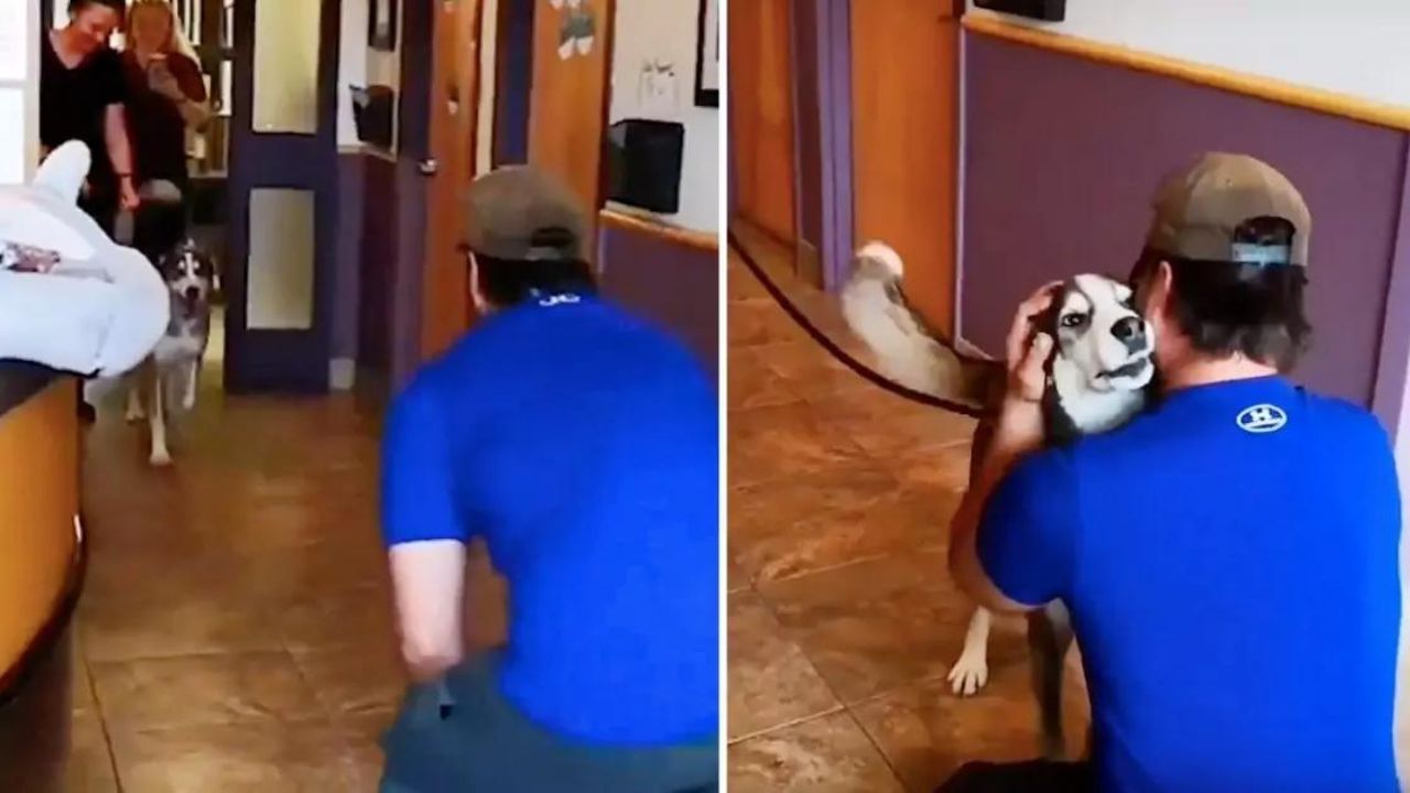 Dopo 3 anni che era stato perso, questo cane ulula quando rivede i suoi proprietari (VIDEO)