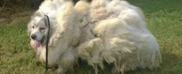 Cane abbandonato per anni si trasforma dopo essere stato rasato