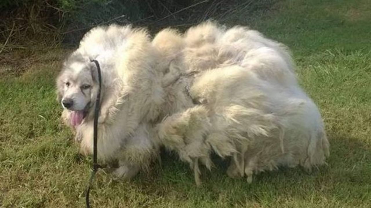 Cane abbandonato per anni si trasforma dopo essere stato rasato