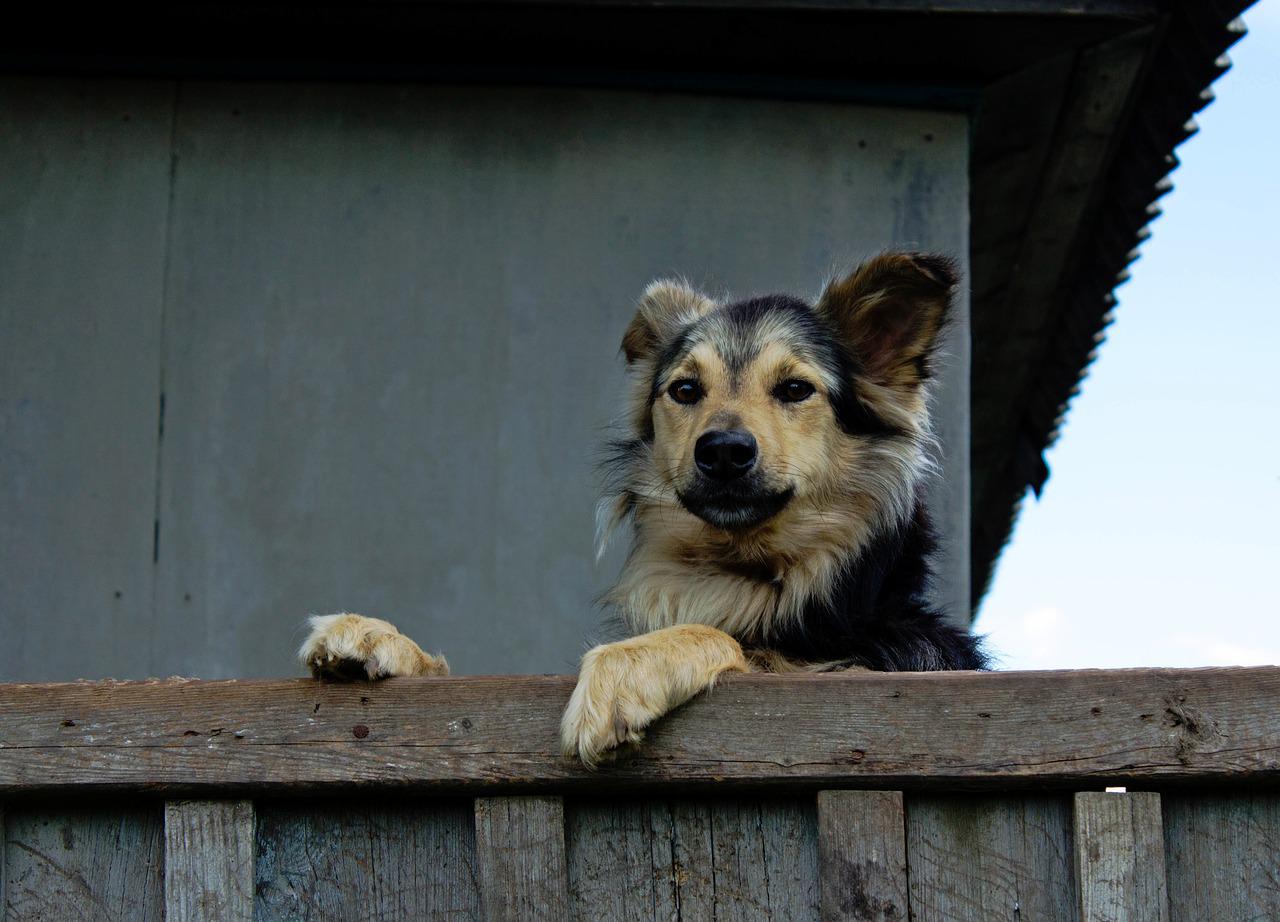 cane solo casa