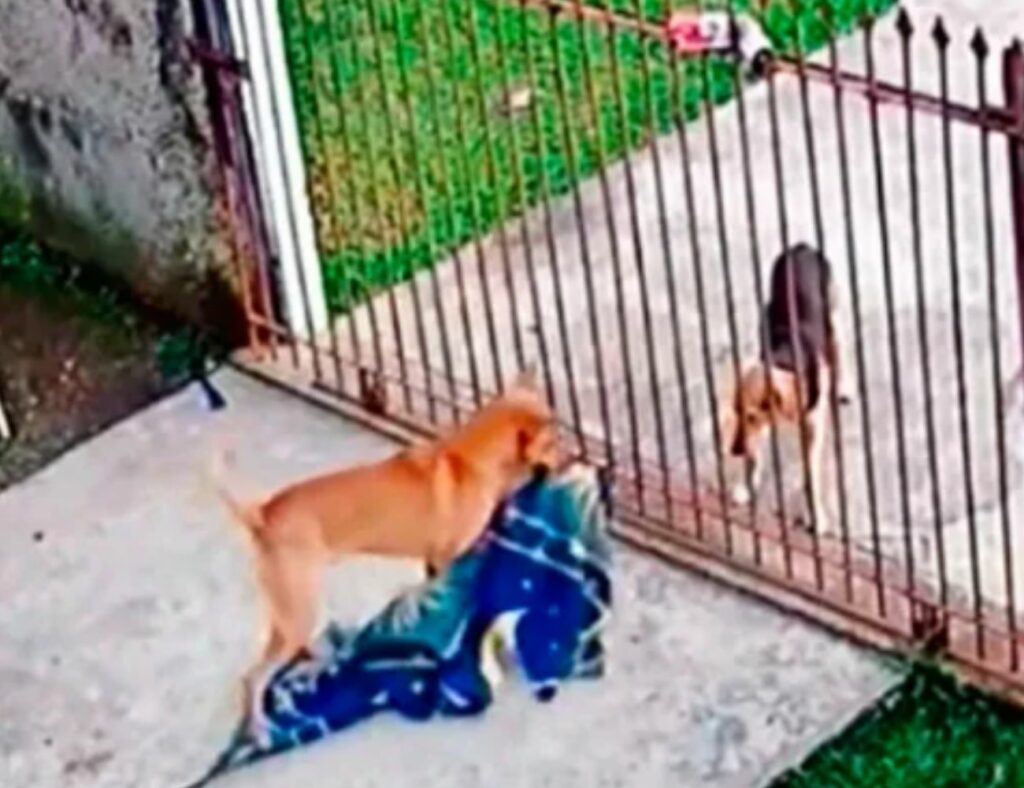 Cane regala la sua coperta a un altro cane