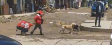 un cane gelataio aiuta la padrona