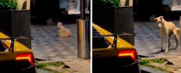 cane colpito dal suono della lamborghini